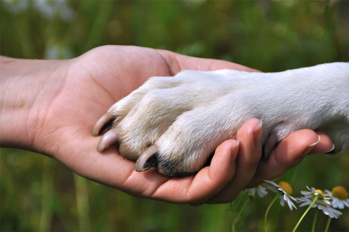 Proteção animal
