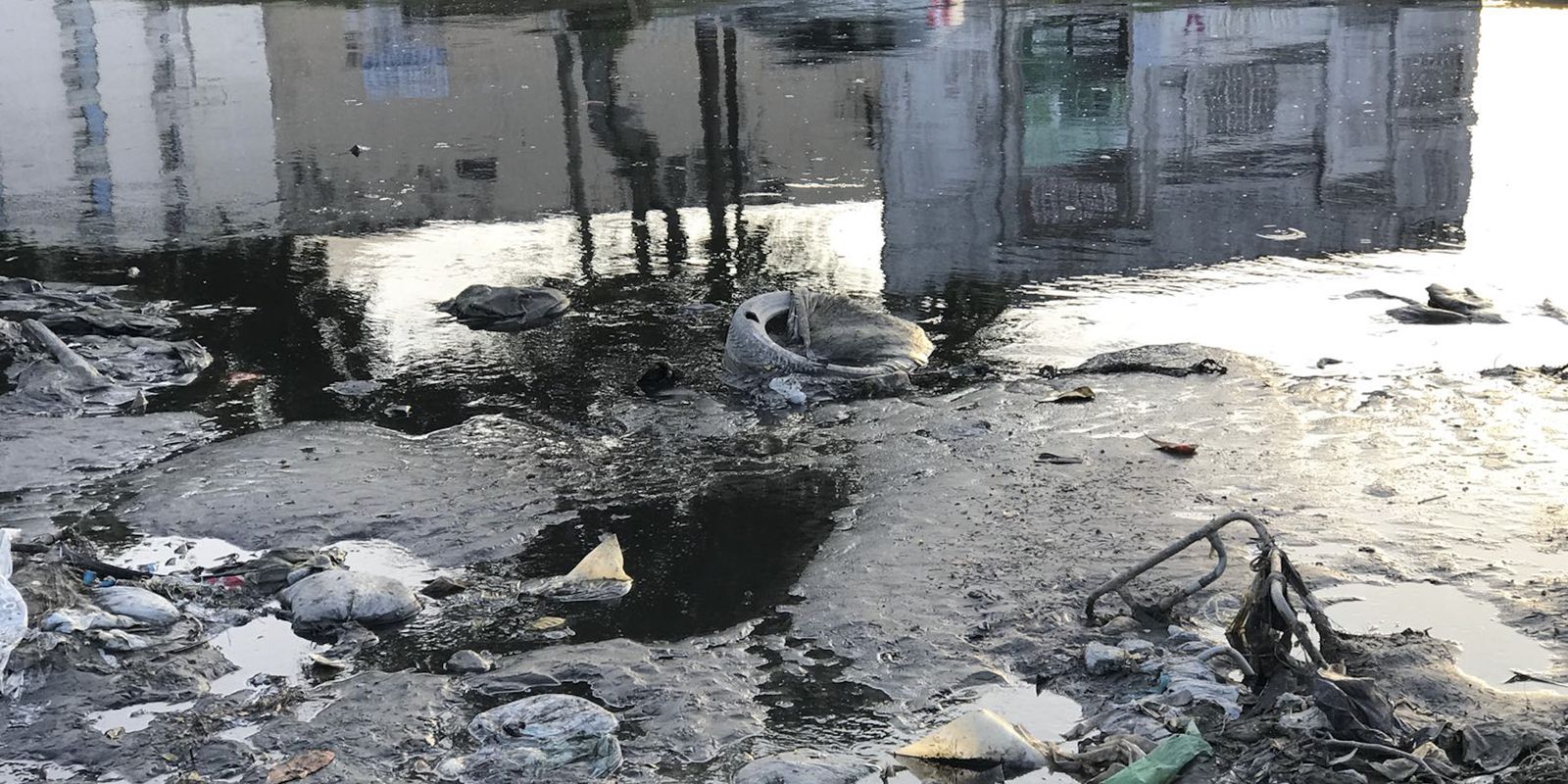 Privado: Esquistossomose: pesquisa indica possibilidade de produção de vacina