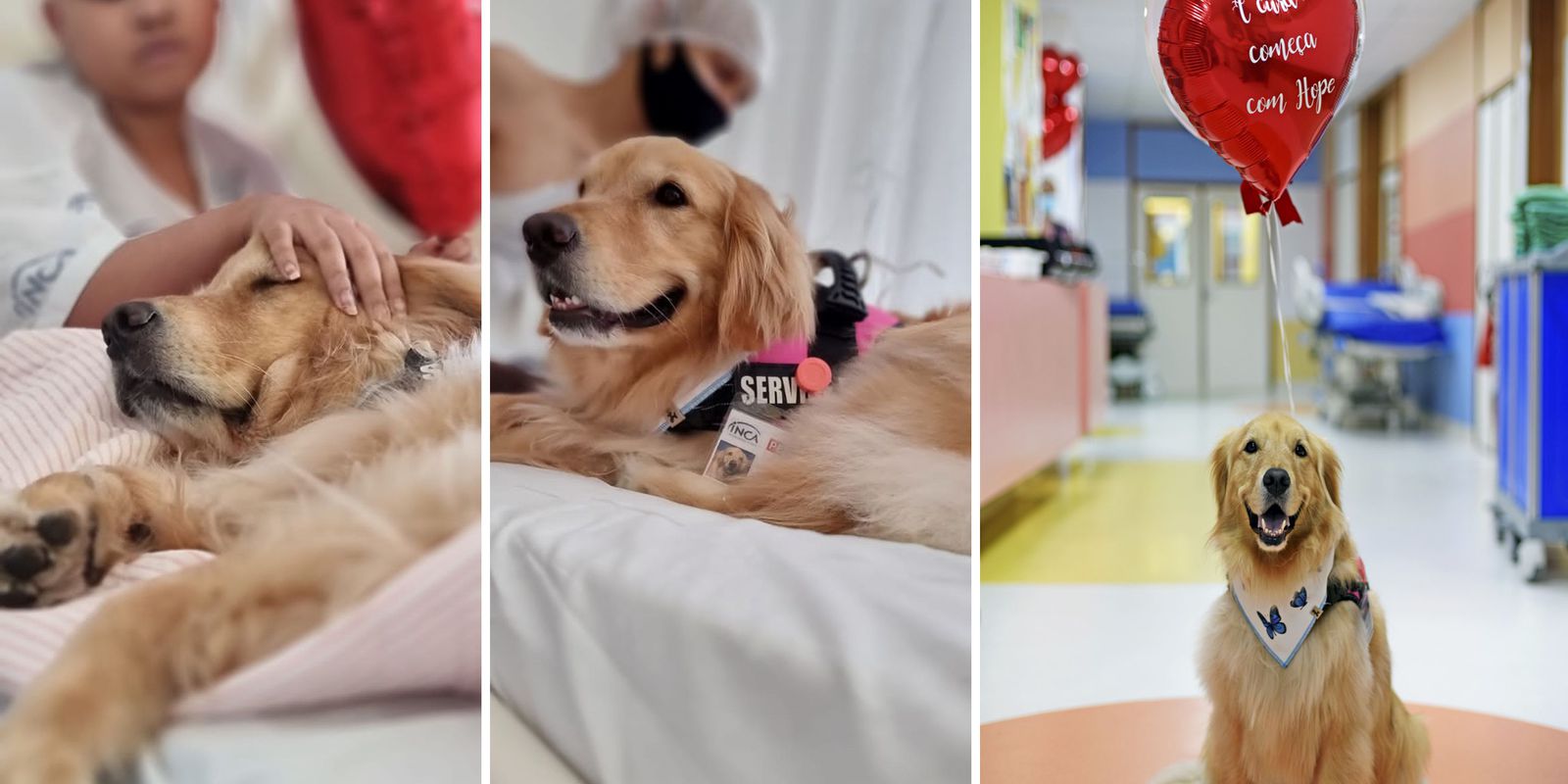 Privado: Inca retoma Terapia Assistida por Animais com a cadela Hope