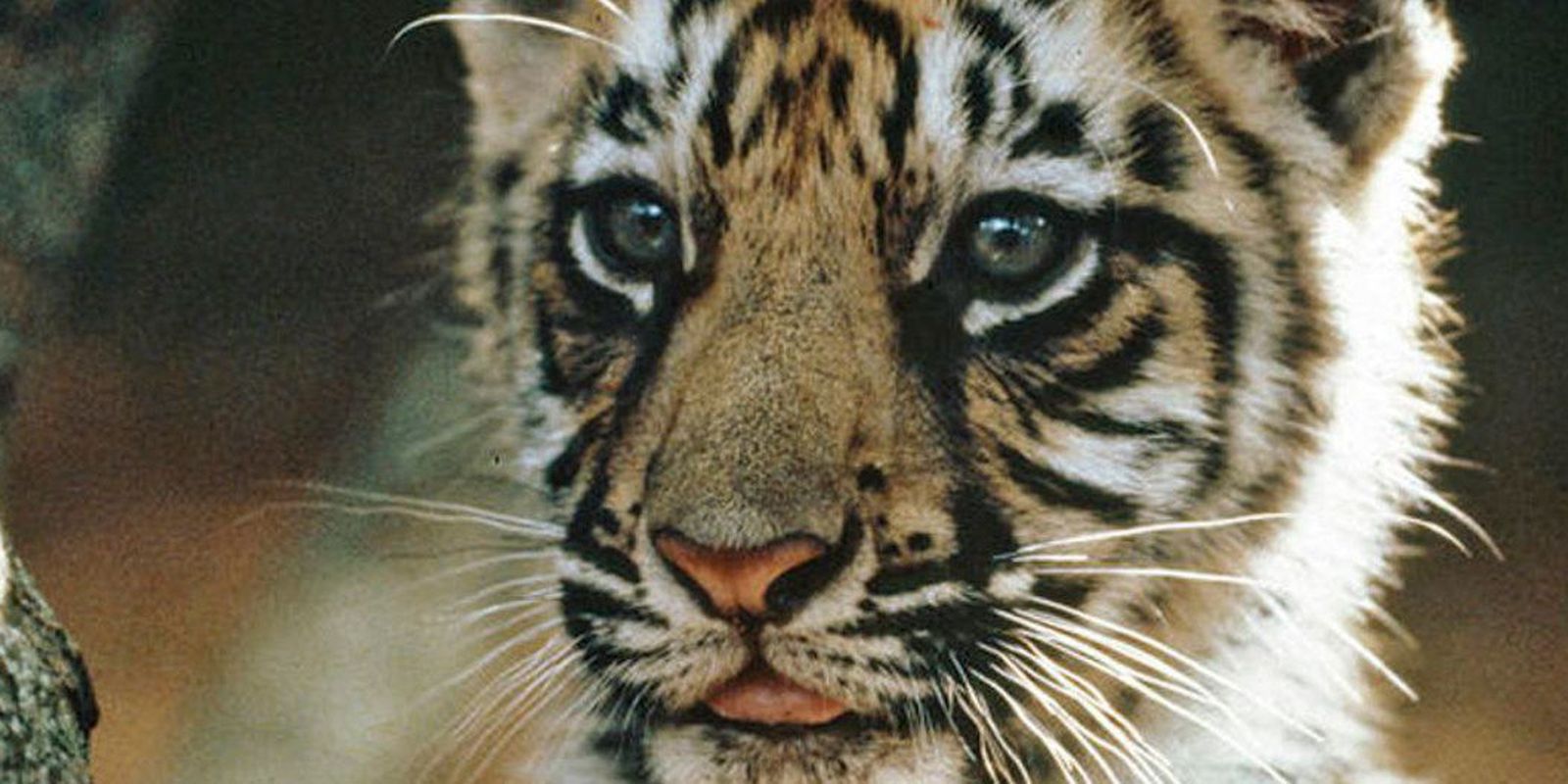 Privado: Zoológico no Chile testa vacina contra covid-19 em leões e tigres