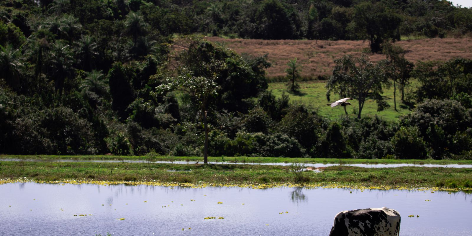 Privado: Valor da Produção Agropecuária deve chegar a R$ 1,227 trilhão este ano