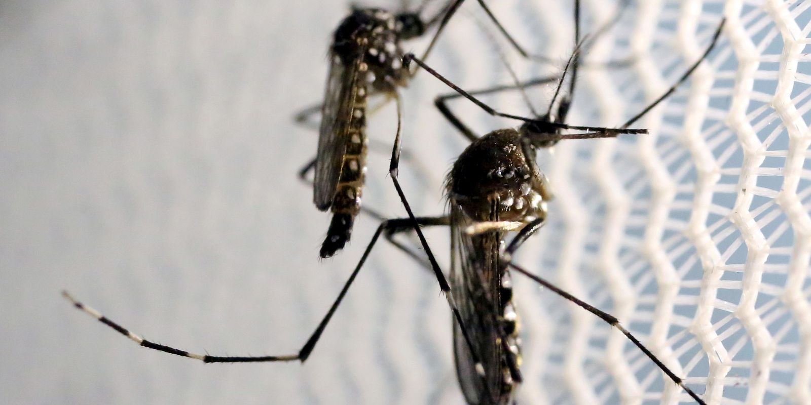 Privado: Casos de dengue em todo o país aumentam 95% em relação a 2021