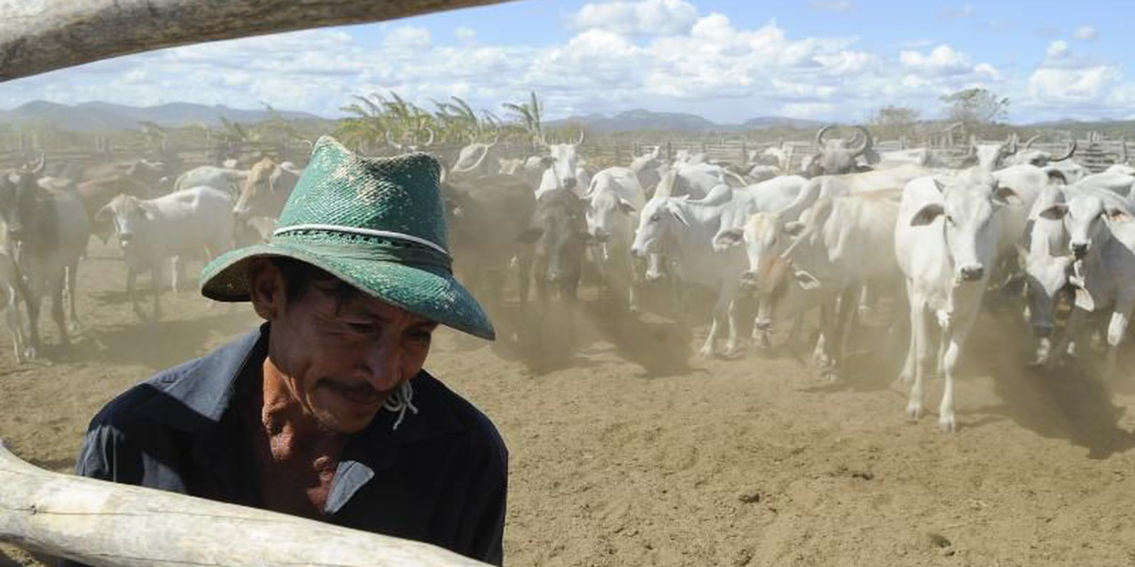 Privado: Vacinação contra aftosa será suspensa em seis estados e no DF