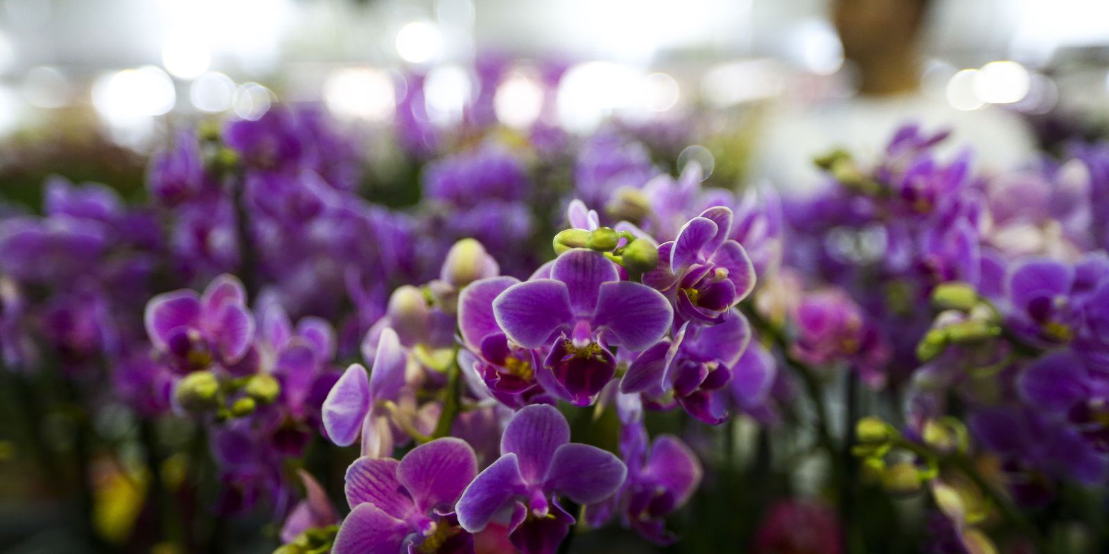 Privado: Setor de flores da Ceagesp estima aumento nas vendas para Dia das Mães