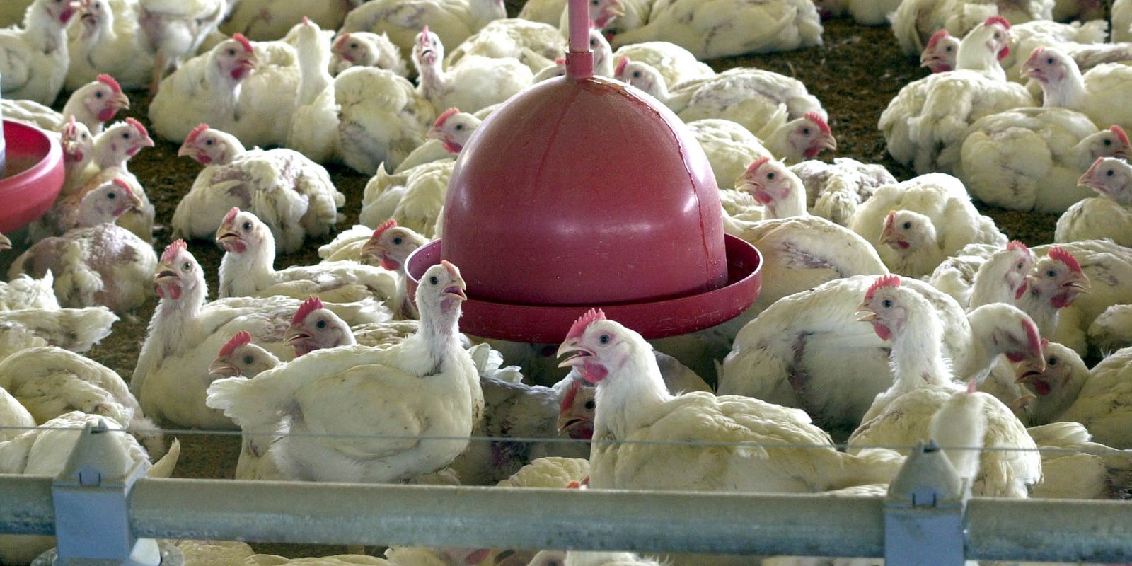 Privado: Abate de frangos cai e o de bovinos e suínos cresce no 1º trimestre
