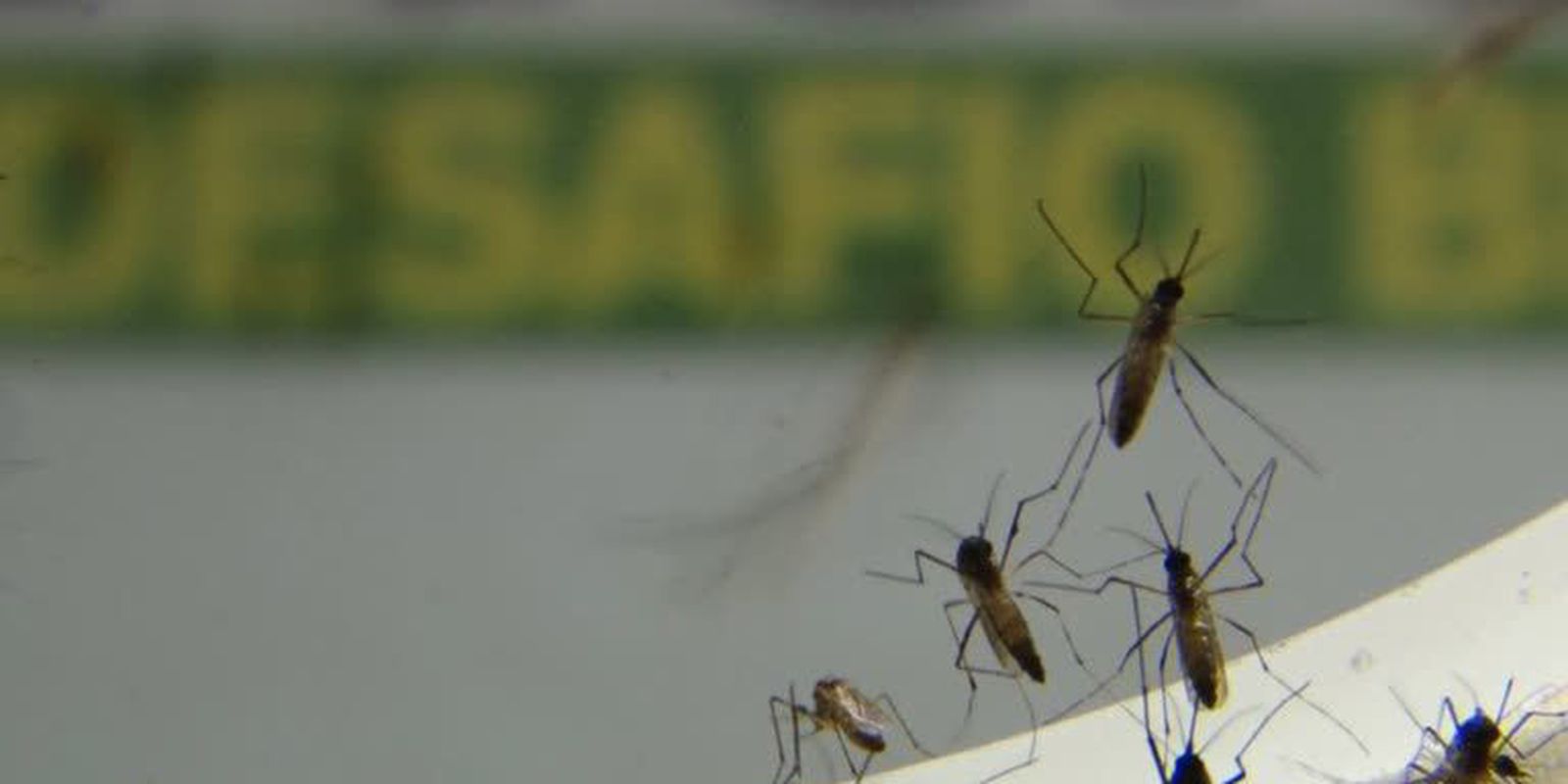 Privado: Brasil ultrapassa 500 mortes por dengue em 2022