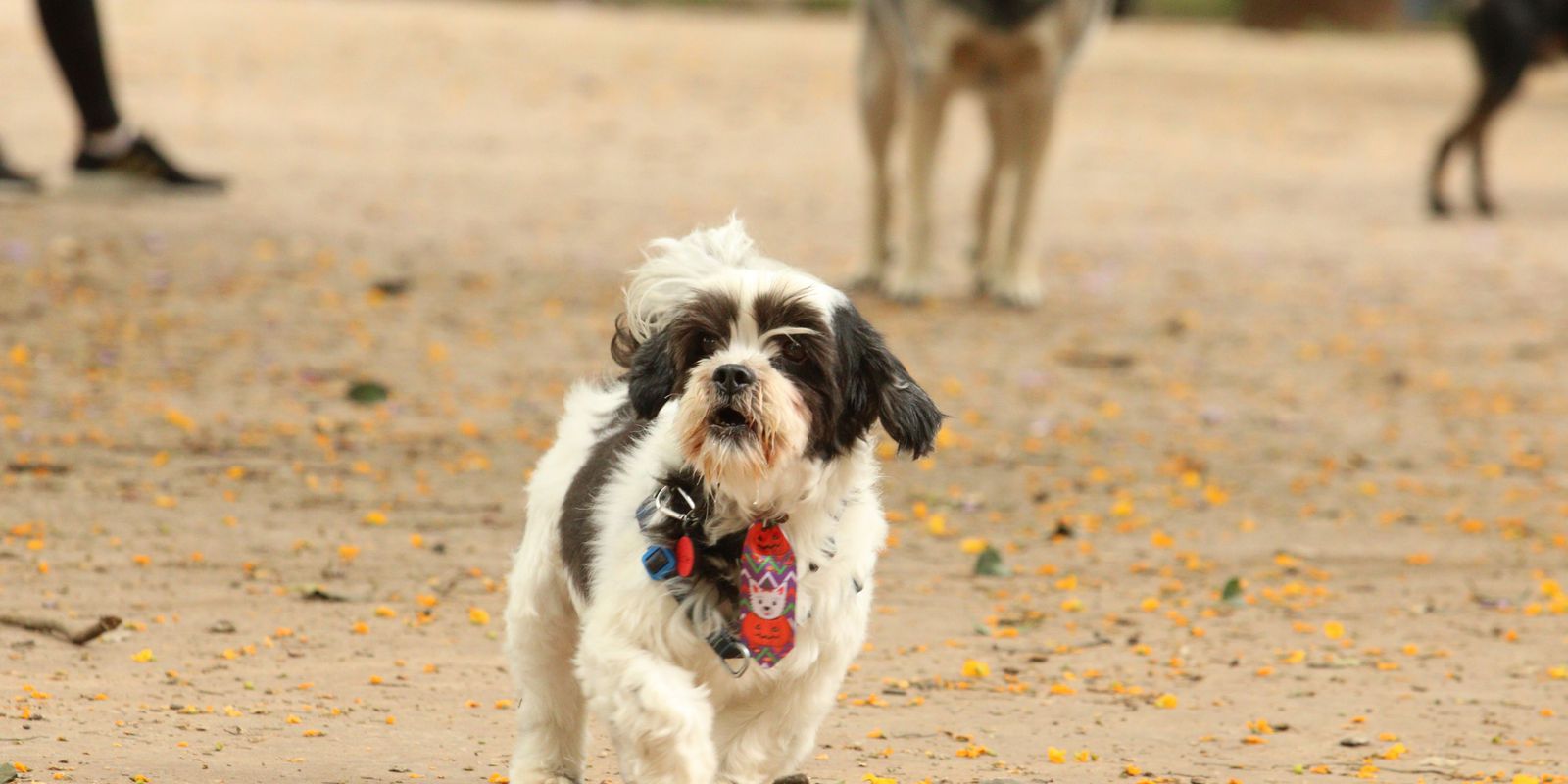 Privado: Resolução regulamenta telemedicina veterinária no país