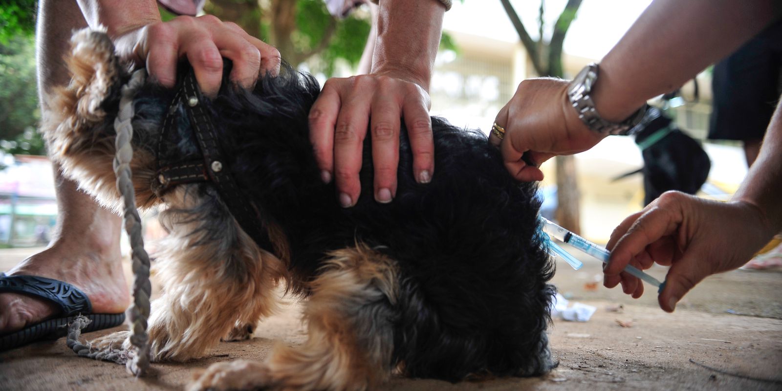 Privado: Distrito Federal confirma um caso de raiva humana