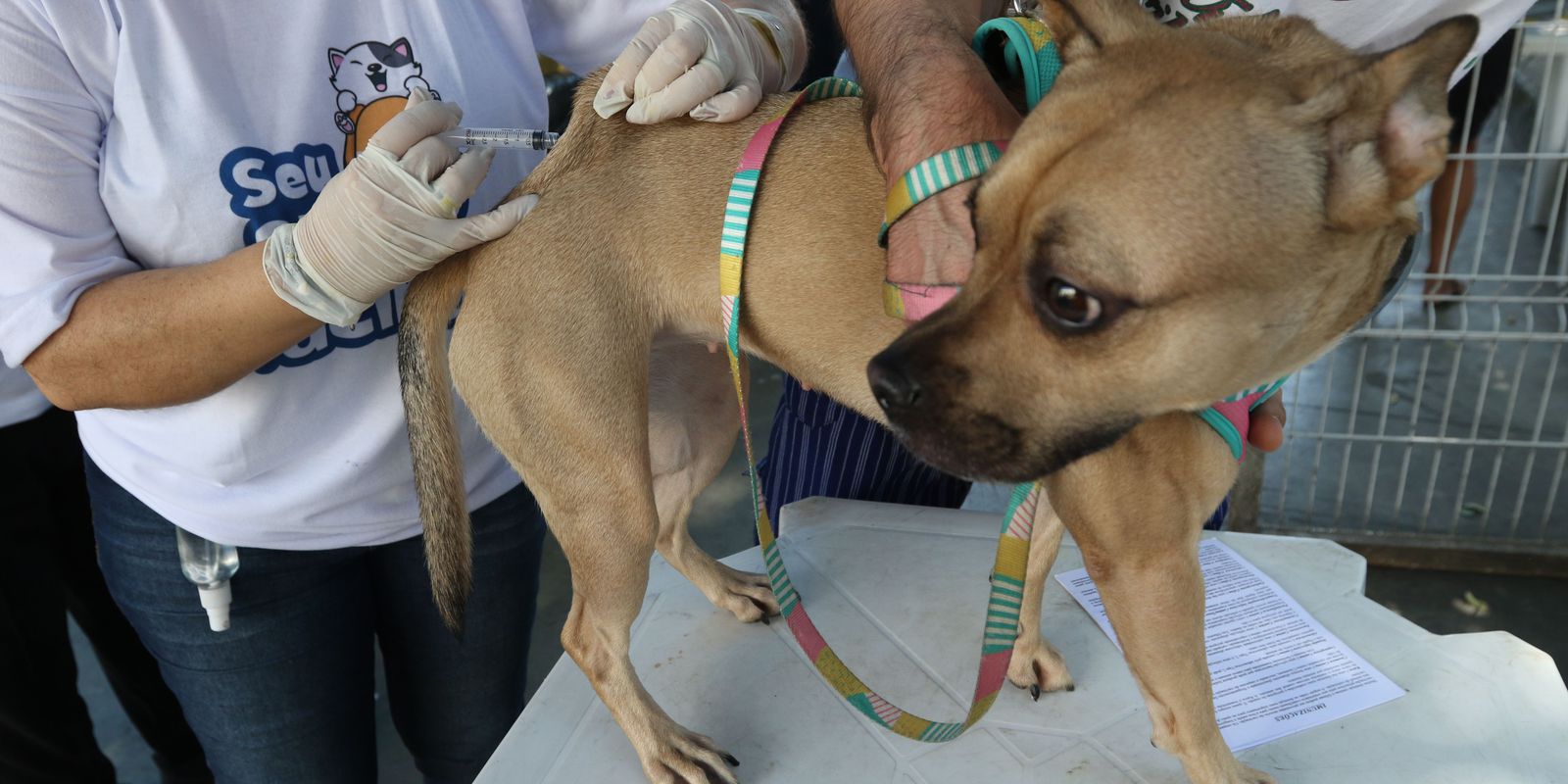 Privado: Rio inicia campanha de vacinação antirrábica