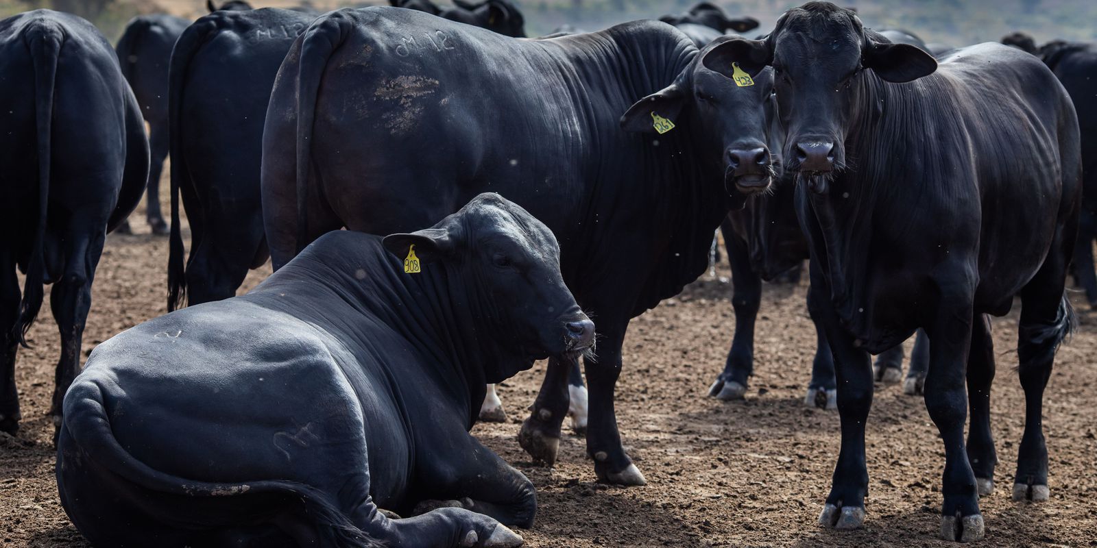 Privado: Rebanho bovino nacional teve aumento de 3,1% em 2021