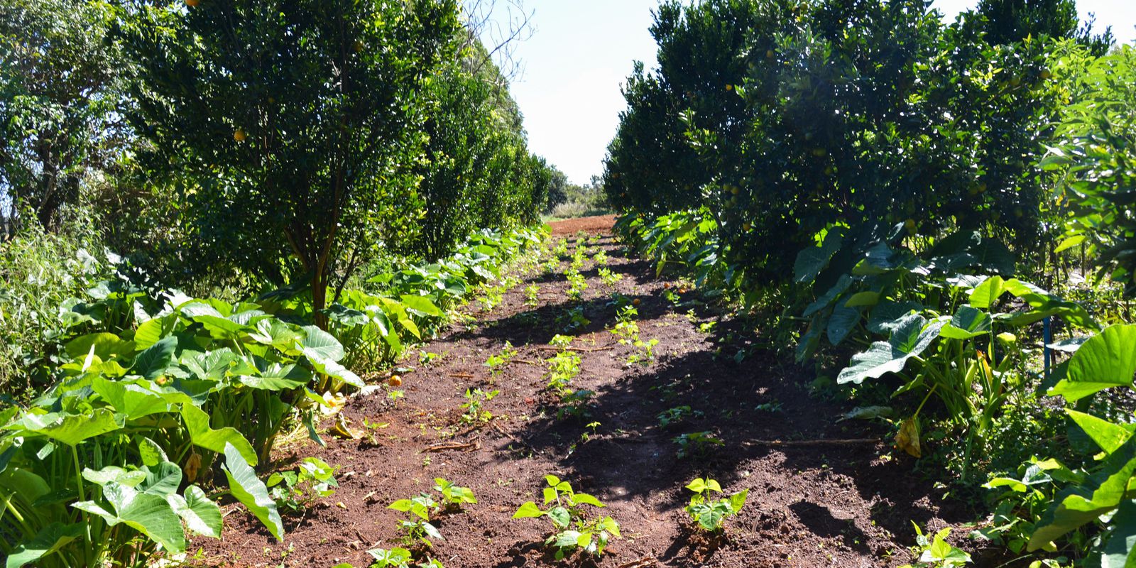 Privado: Prazo de entrega de declaração do ITR acaba nesta sexta