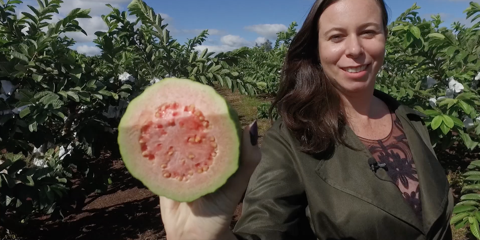 Privado: Goiaba produzida no norte do Paraná ganha o mundo