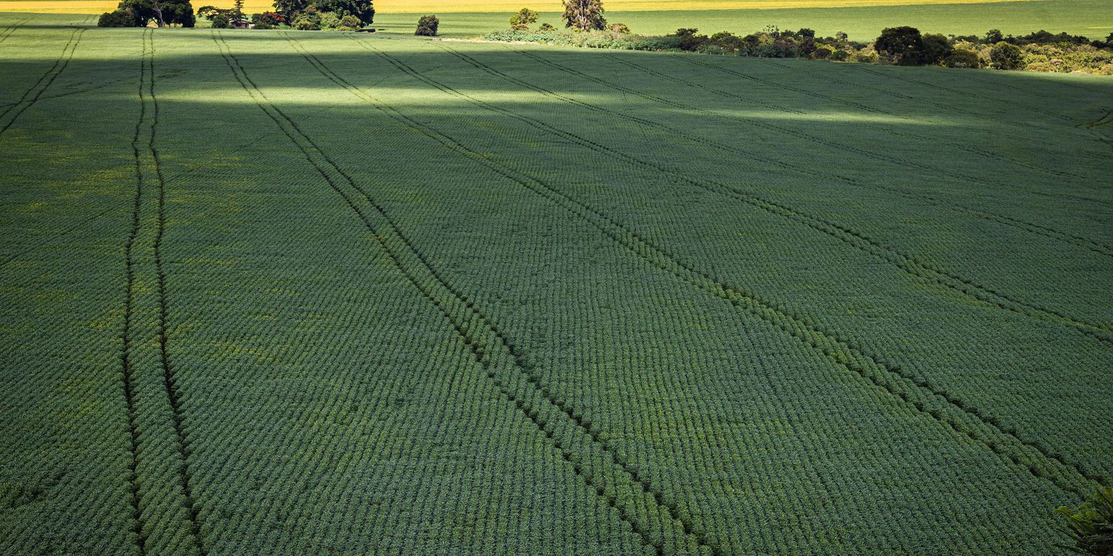 Privado: Produtores querem mostrar sustentabilidade da agropecuária na COP27