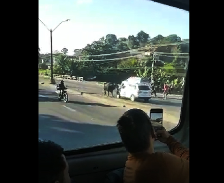 VÍDEO: Búfalo assusta motoristas na RJ-104