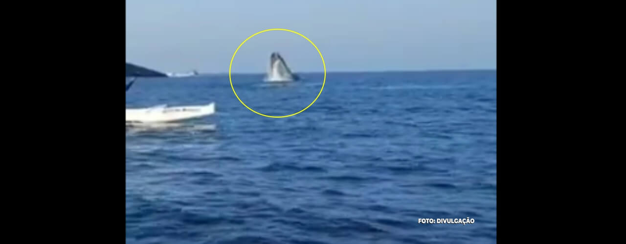 Avistamento de Baleia na Praia de Itaipu em Niterói