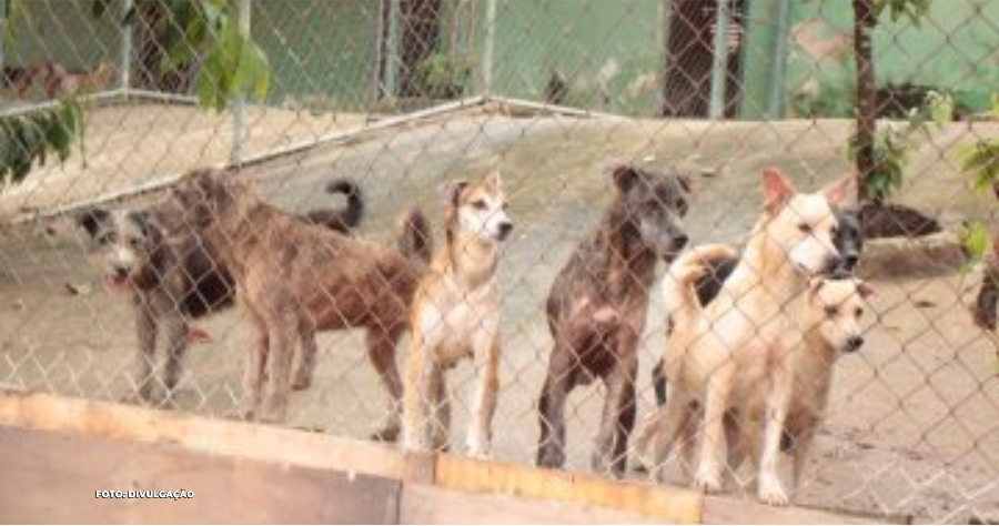 Entrega Pet": Bichinhos na Porta de Casa? É Isso Mesmo!