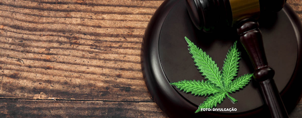 STF Julga Liberação Uso recreativo da maconha e a reclassificação de usuários e traficantes