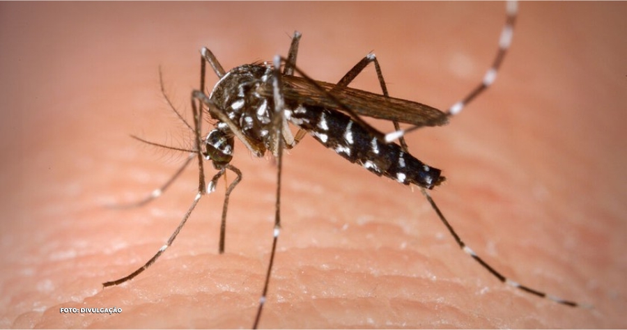 Aumento dos casos de Dengue no Rio de Janeiro preocupa com a chegada do verão