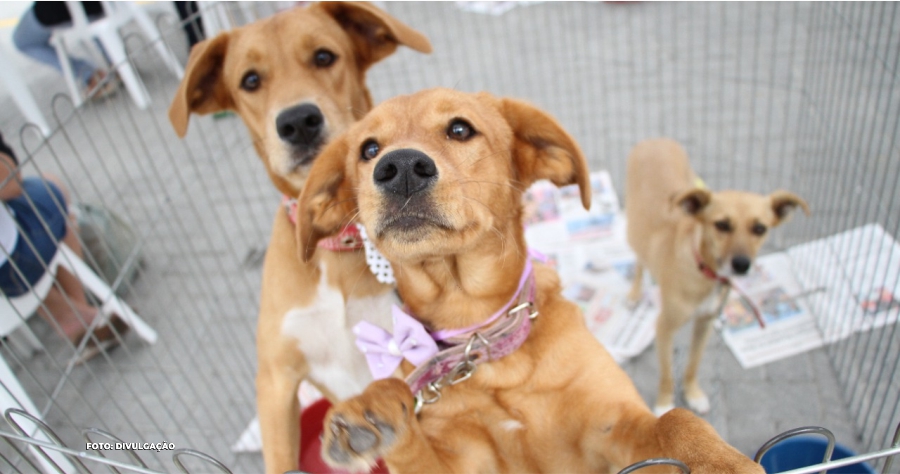 Maricá Realiza Campanha de Adoção de Cães e Gatos no Sábado"