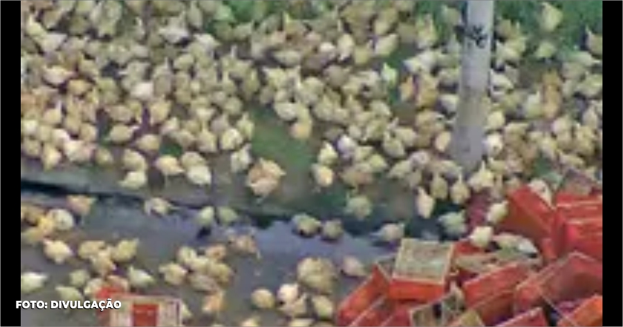 Um caminhão que transportava galinhas vivas tombou na Linha Amarela