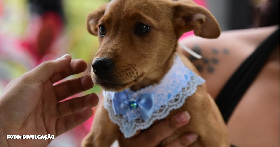 Maricá promove campanha de adoção de cães e gatos neste domingo (19)