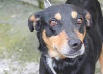 Plaza Pet: Adoção Responsável de Cães e Gatos no Plaza Niterói