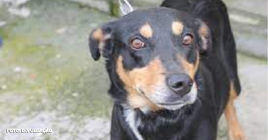 Plaza Pet: Adoção Responsável de Cães e Gatos no Plaza Niterói