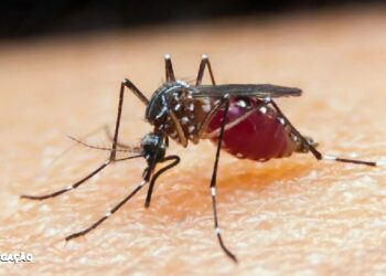 Mobilização Urgente Diante do Crescimento Alarmante de Casos de Dengue no Estado do Rio