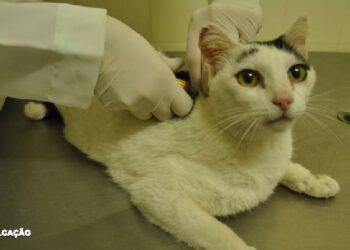 Niterói promove ação de microchipagem e saúde para Pets no Horto do Barreto