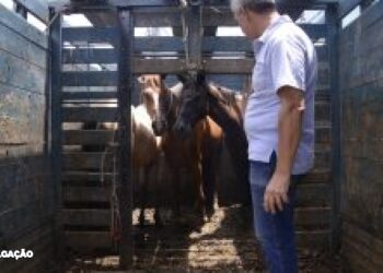 Comunicado Oficial sobre Apreensão de Animais em São Gonçalo: Priorizando o Bem-Estar e a Ética