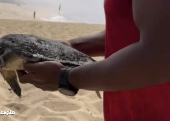 Tartaruga Resgatada em Maricá: Ação Rápida dos Salva-Vidas da Defesa Civil" Neste domingo (03), salva-vidas da Defesa Civil de Maricá protagonizaram um resgate urgente ao salvar uma tartaruga em estado debilitado na praia do Recanto, em Itaipuaçu. Há suspeitas de que o animal tenha ficado preso em uma rede de espera ou arrasto. Conforme informações da Defesa Civil, a tartaruga exibe ferimentos significativos, exigindo intervenção imediata. O Centro de Tratamento de Animais (CTA) foi mobilizado para realizar o resgate e prestar os cuidados necessários para essa espécie marinha. Para garantir uma intervenção apropriada, é aconselhável que os banhistas, ao depararem com animais marinhos em situações semelhantes, informem um salva-vidas, profissional habilitado para realizar o resgate de maneira segura e adequada.