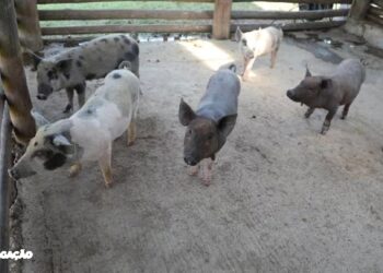 Polícia desvenda possível prática macabra: Milícia alimentava porcos com cadáveres