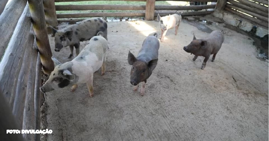 Polícia desvenda possível prática macabra: Milícia alimentava porcos com cadáveres