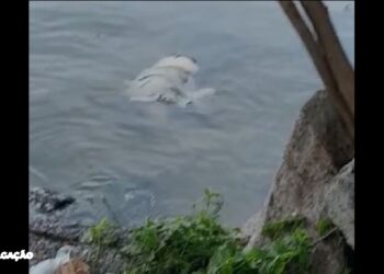 Triste descoberta na Praia de Itacoatiara: Corpo de homem encontrado por surfistas