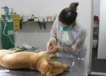 São Gonçalo facilita o agendamento para castração de animais