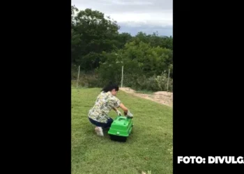 ASAS de São Gonçalo Registra Chegada e Soltura de Animais Silvestres em Janeiro