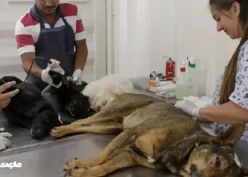 Agendamento Aberto para Castrações no Cavem Mutuá - São Gonçalo Promove Controle Responsável de Animais!