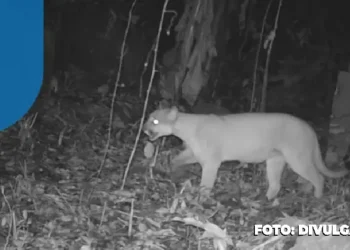 Em Maricá raro avistamento de onça-parda