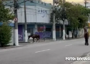Vídeo: Cavalos soltos geram riscos no centro de Niterói