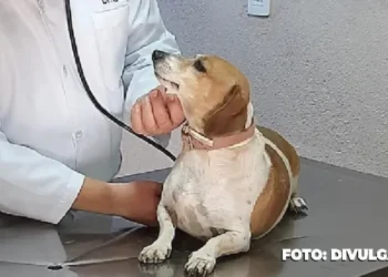 Avaliação dos serviços veterinários em São Gonçalo, pesquisa de satisfação nos CAVEM
