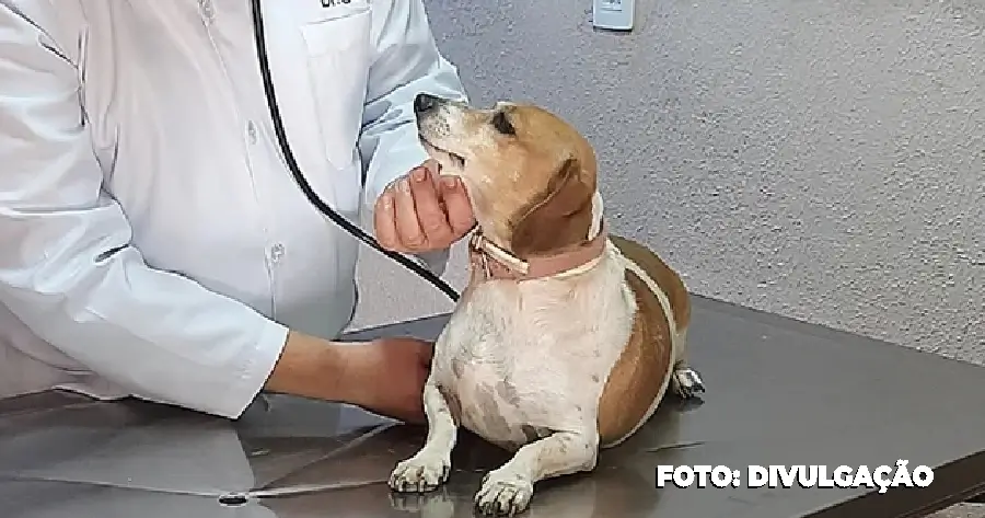 Avaliação dos serviços veterinários em São Gonçalo, pesquisa de satisfação nos CAVEM