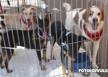 Campanha de adoção de animais promovida pela Prefeitura de Maricá