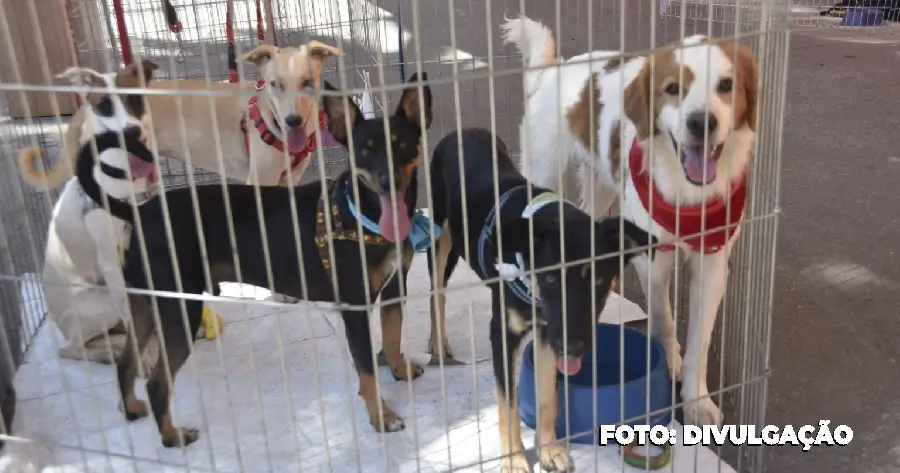 Campanha de adoção de animais promovida pela Prefeitura de Maricá