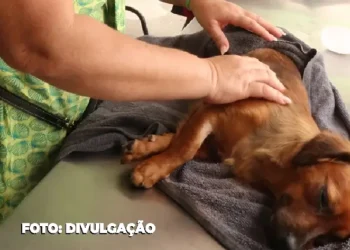 Investimento em Saúde Animal: Cavems Trazem Esperança para São Gonçalo