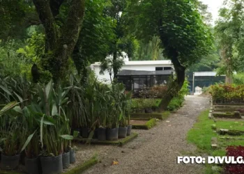 Horto Municipal de São Gonçalo: Cultivando Beleza e Vida para a Cidade