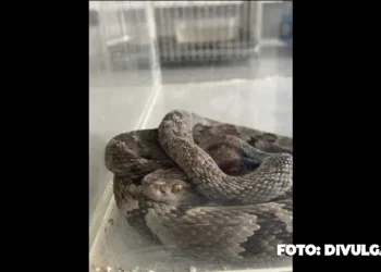 Resgate e reabilitação de animais silvestres em São Gonçalo