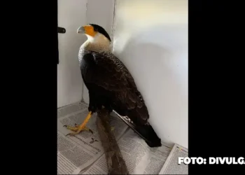 ASAS atua na preservação da vida selvagem em São Gonçalo