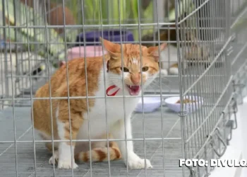 Castração de Cães e Gatos: Proteção animal em ação
