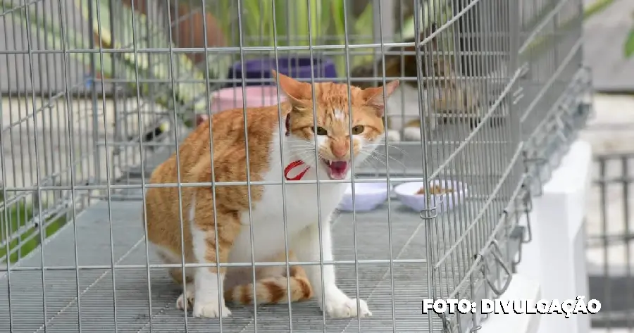 Castração de Cães e Gatos: Proteção animal em ação