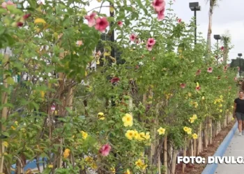 Motivo de orgulho: Canteiros da Praça Chico Mendes